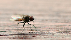 Stubenfliege (4).jpg